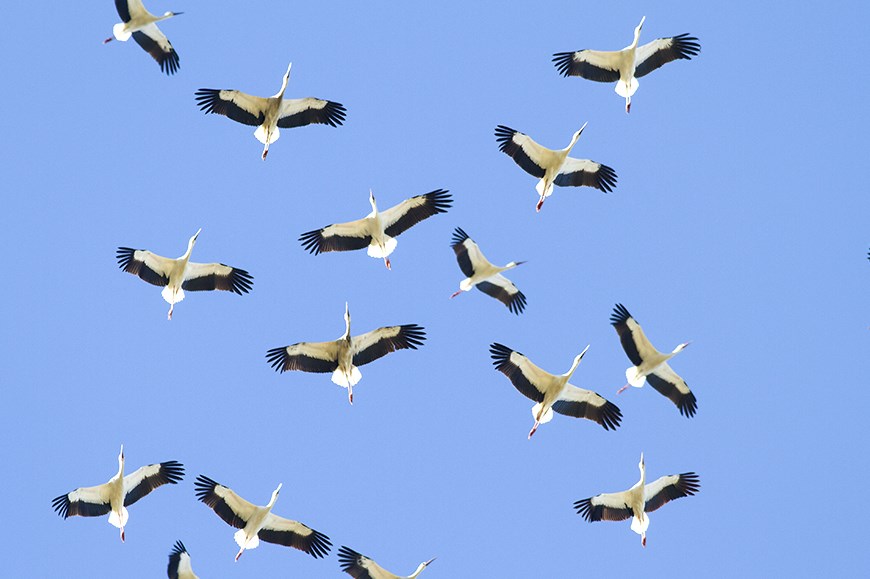 Le Migrazioni Di Uccelli Sullo Stretto Tutti I Dati Terna Spa