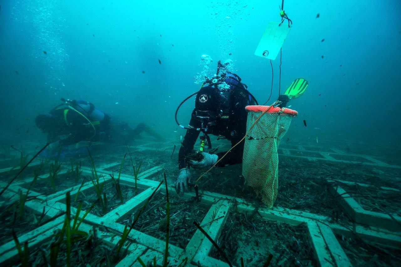 Terna trapianto posidonia